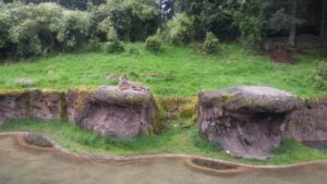 Tiger at the Point Defiance Zoo