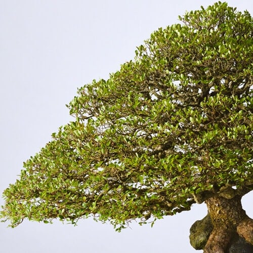 Pacific Bonsai Museum