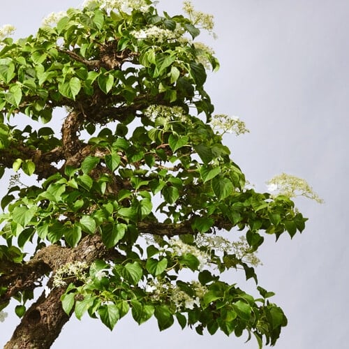 Pacific Bonsai Museum