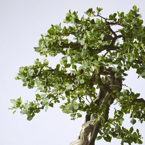 Pacific Bonsai Museum