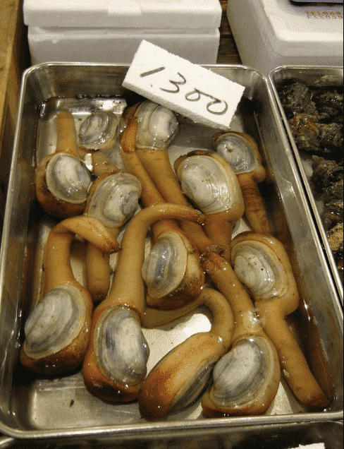 Everything you never wanted to know about geoducks