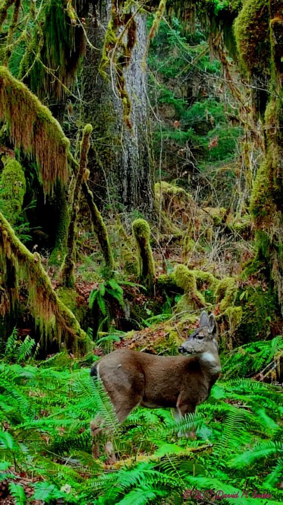 Deer in Hoh Rain Forest, Wa