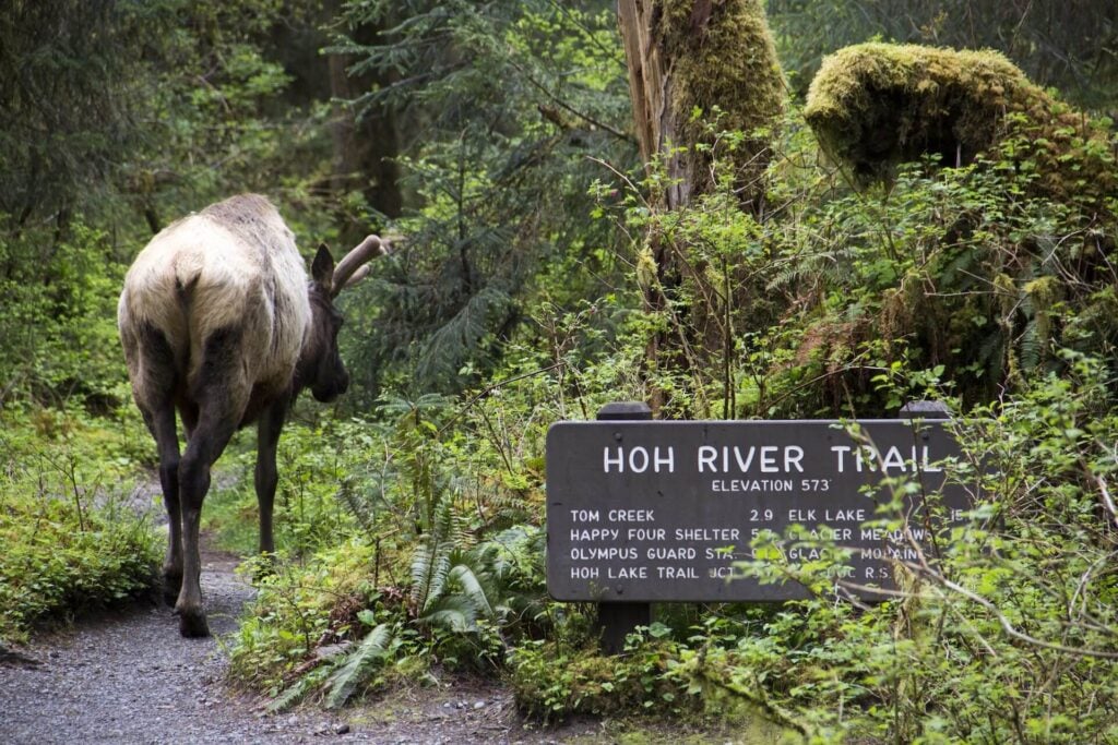 Elk on the Hoh River Trail