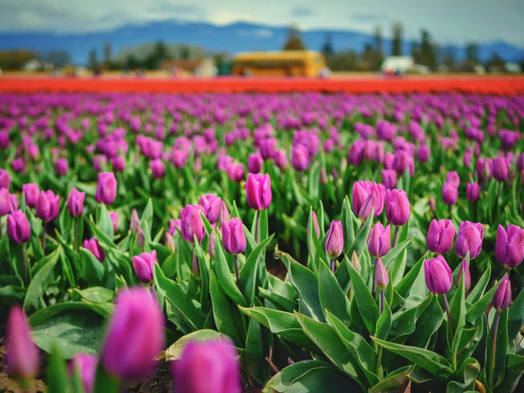 Skagit Valley Tulip Festival 2018