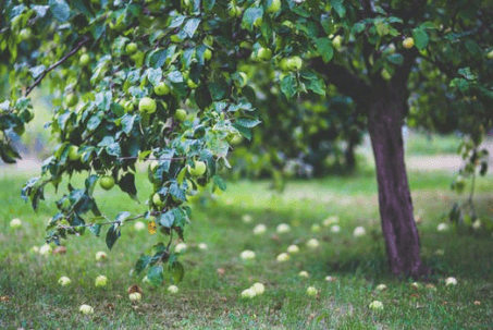 Apple Tree, Explore Washington State