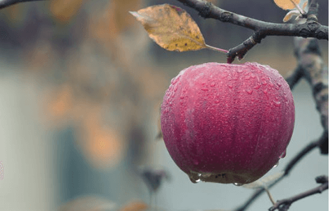 Wet Apple on Tree, Explore Washington State