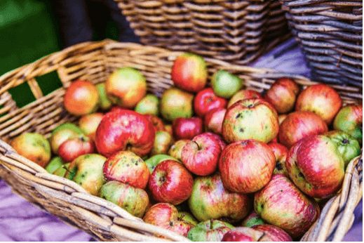 Basket of Apples, Explore Washington State