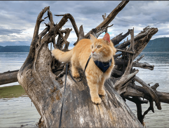 Leon the Adventure Kitty, Explore Washington State