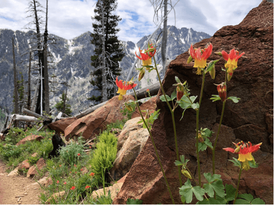 Wild Flower, The Enchantments, Explore Washington State