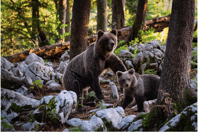 Two Grizzlies in Selkirk Mountains Washington