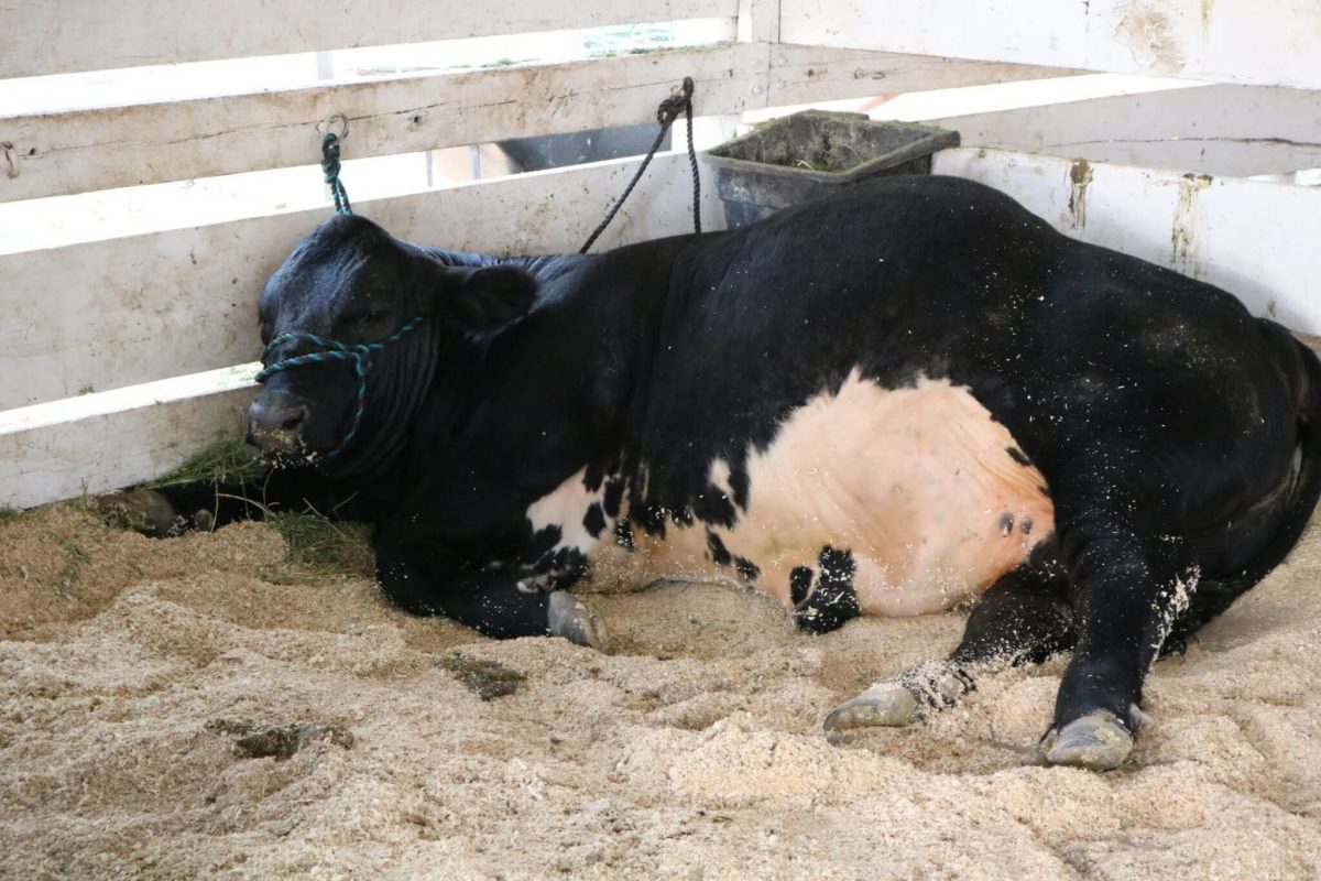 sleeping black and white cow grant county fair, explore washington state