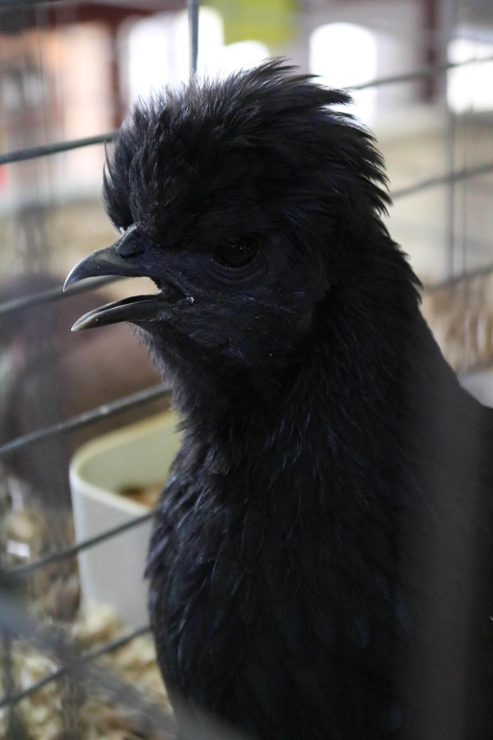 black chicken grant county fair, explore washington state