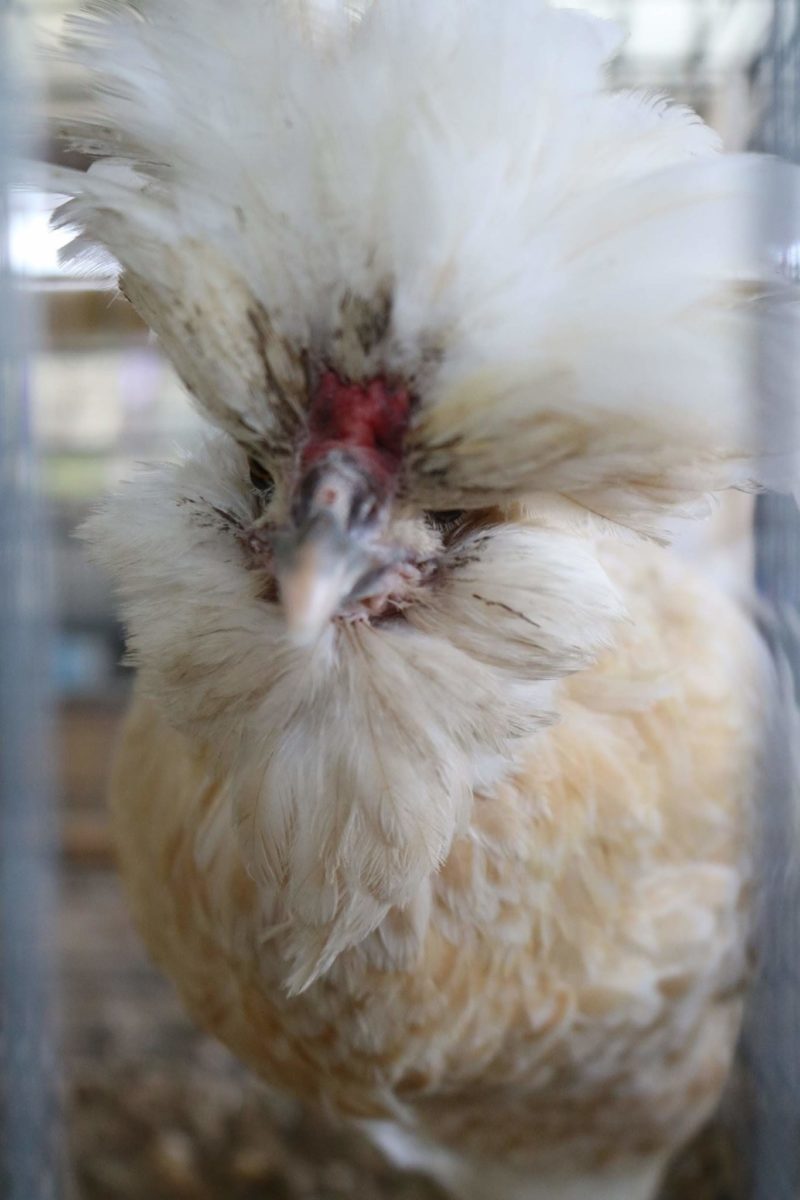 white chicken grant county fair, explore washington state