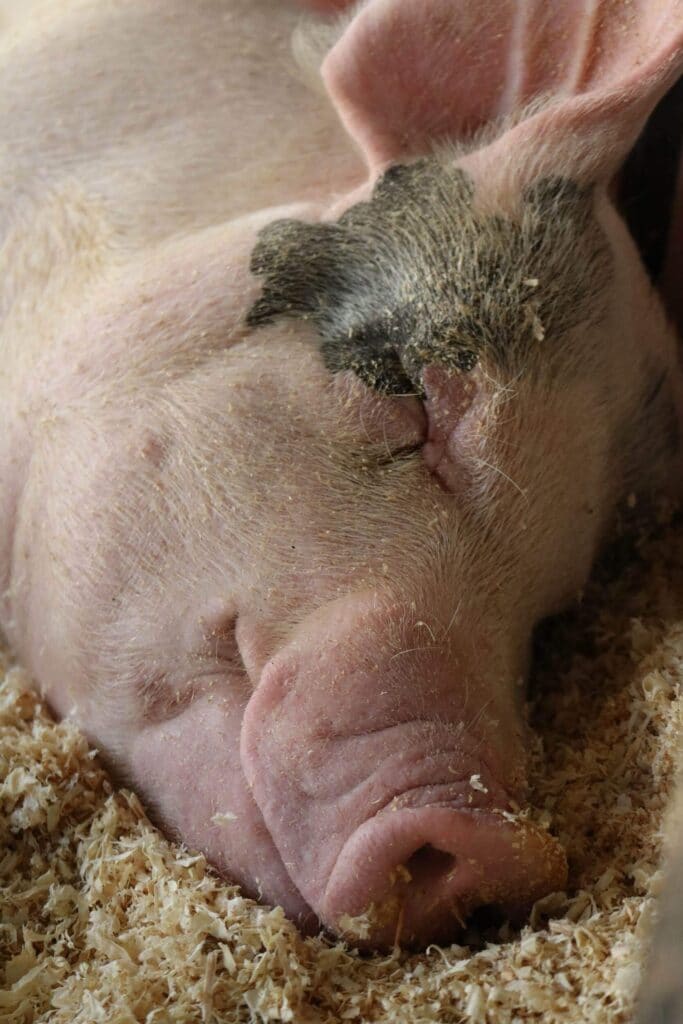 sleeping pig grant county fair, explore washington state