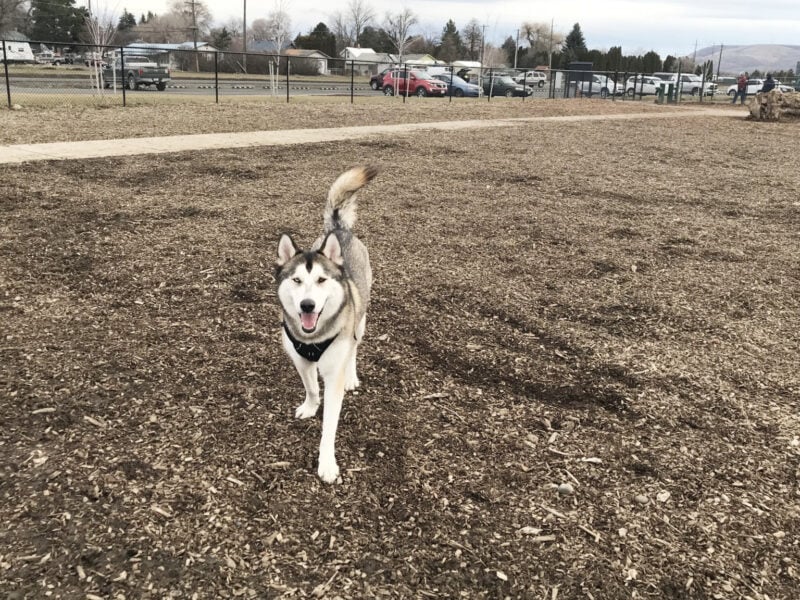 dog