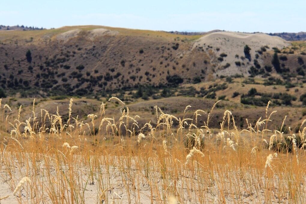 Juniper dunes