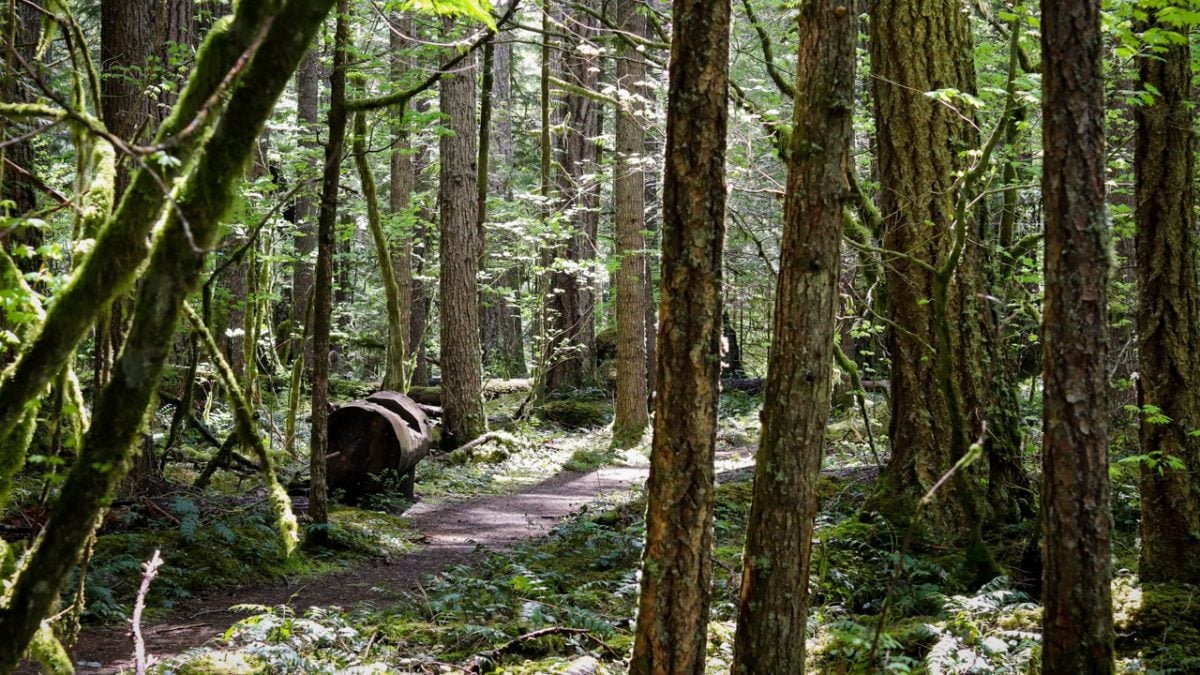 Forest trail