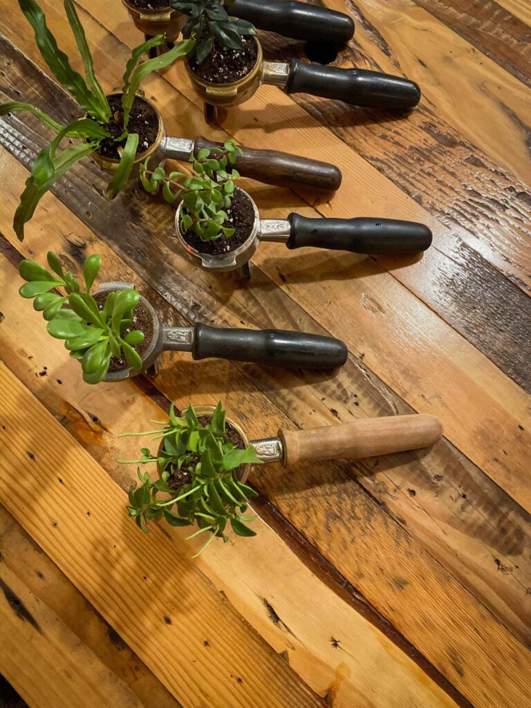 Plants in espresso handles Vancouver Coffee Shop Albina