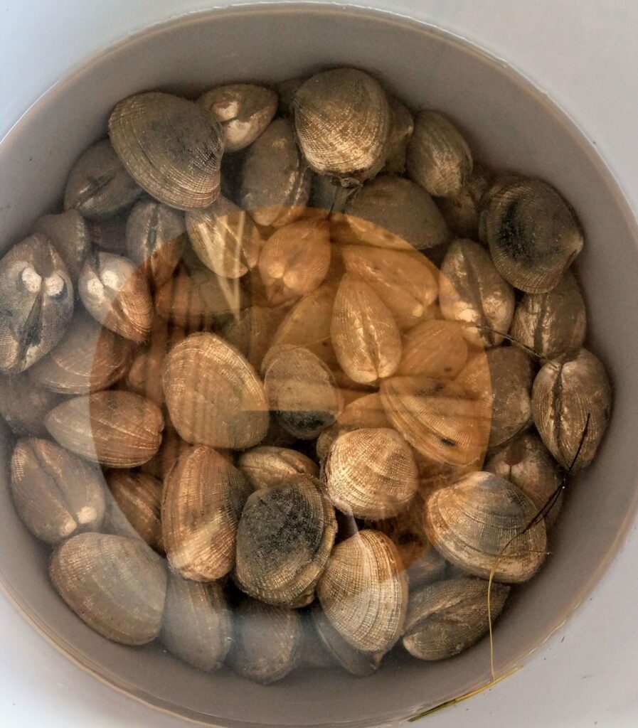 Bucket of Clams from Willipa Bay