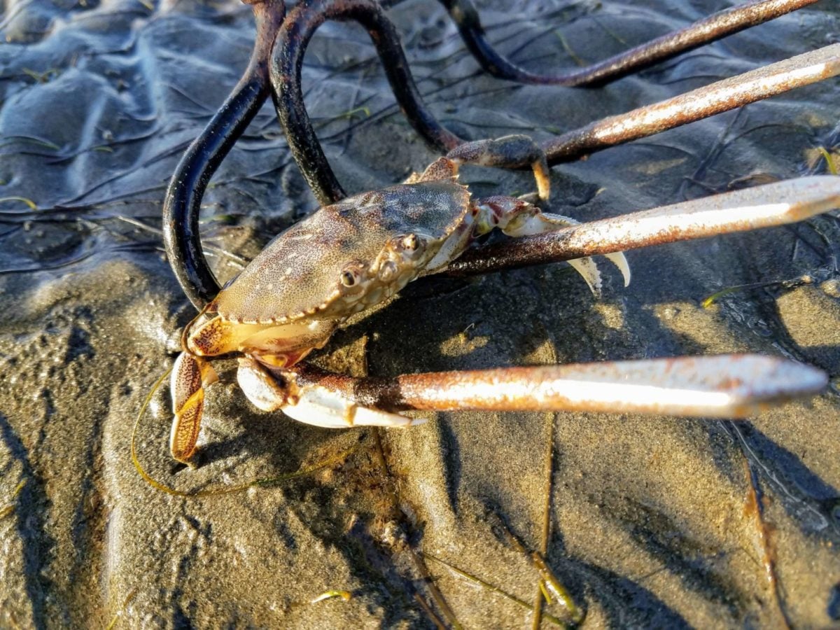 Crab held up in a pitchfork on the tide flats at Willapa Bay