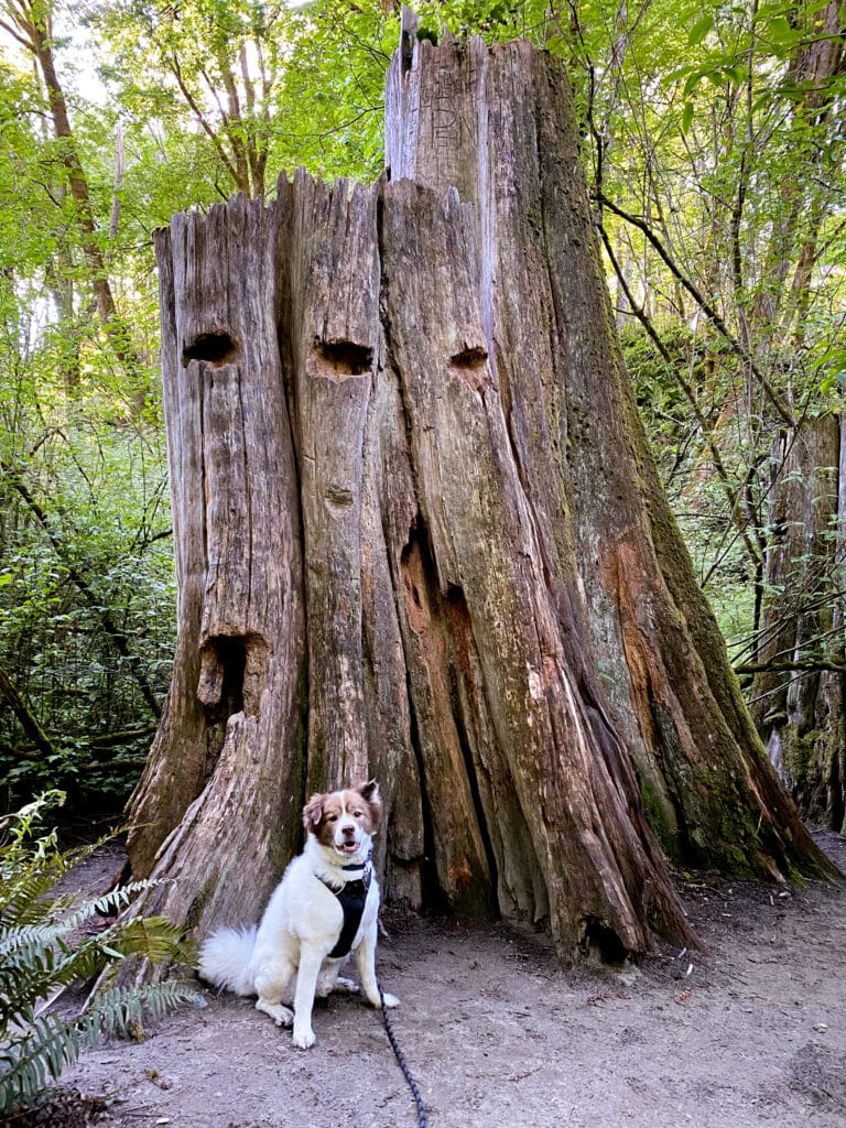 dog in front of tree trunk