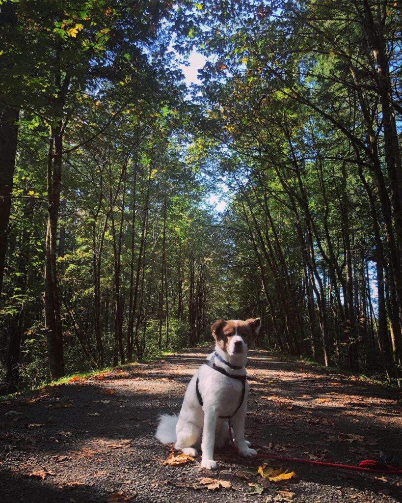 dog on trail at Lake Wilderness