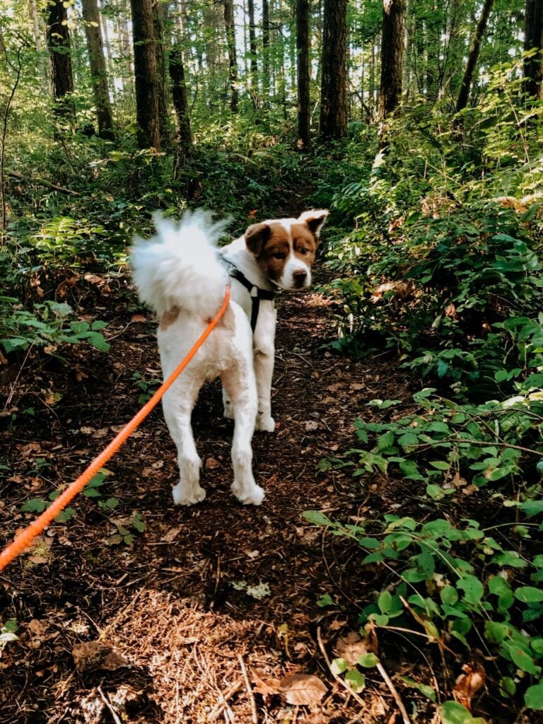dog in woods
