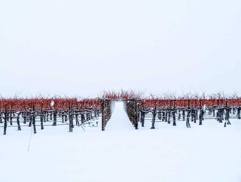 Snow covered vineyard rows in the Tri-Cities in winter