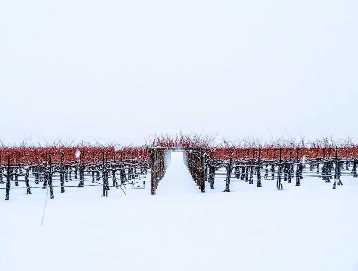 Snow covered vineyard rows in the Tri-Cities in winter