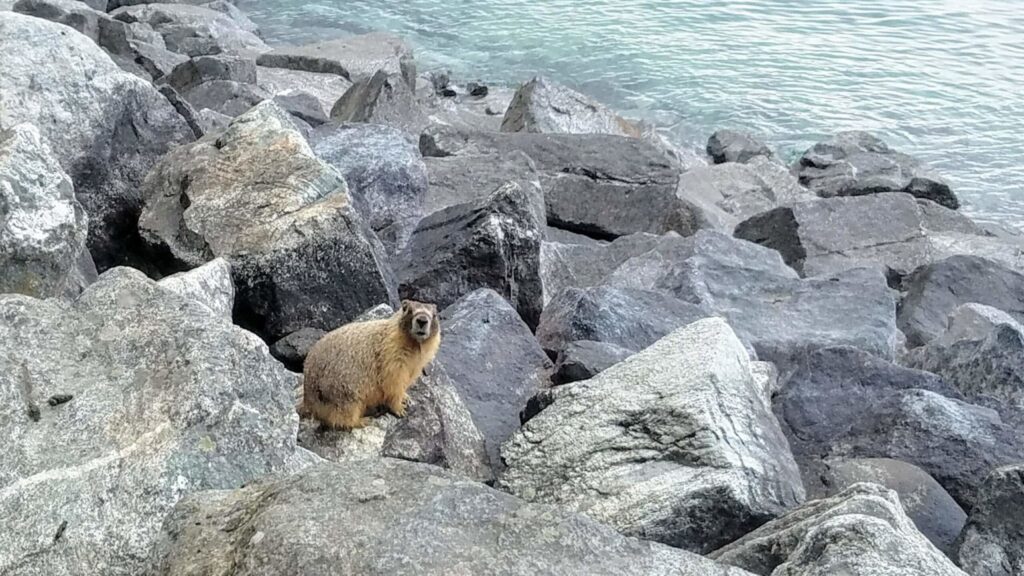 marmot on the rocks near lake chelan