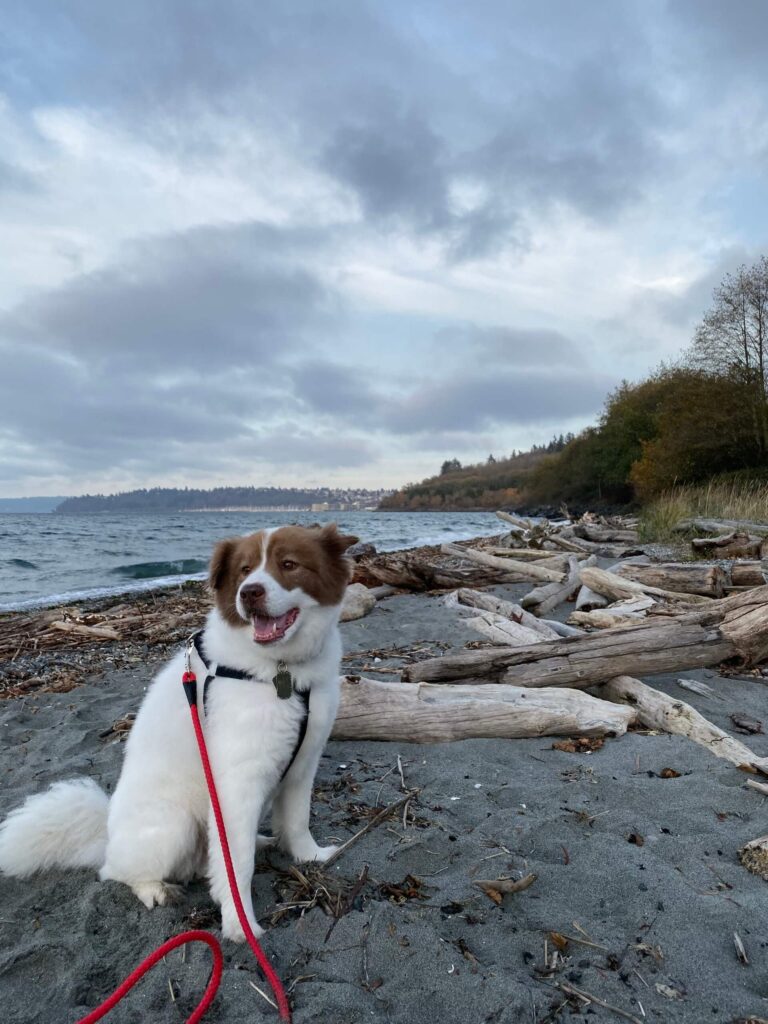 dog on beach at Discovery Park
