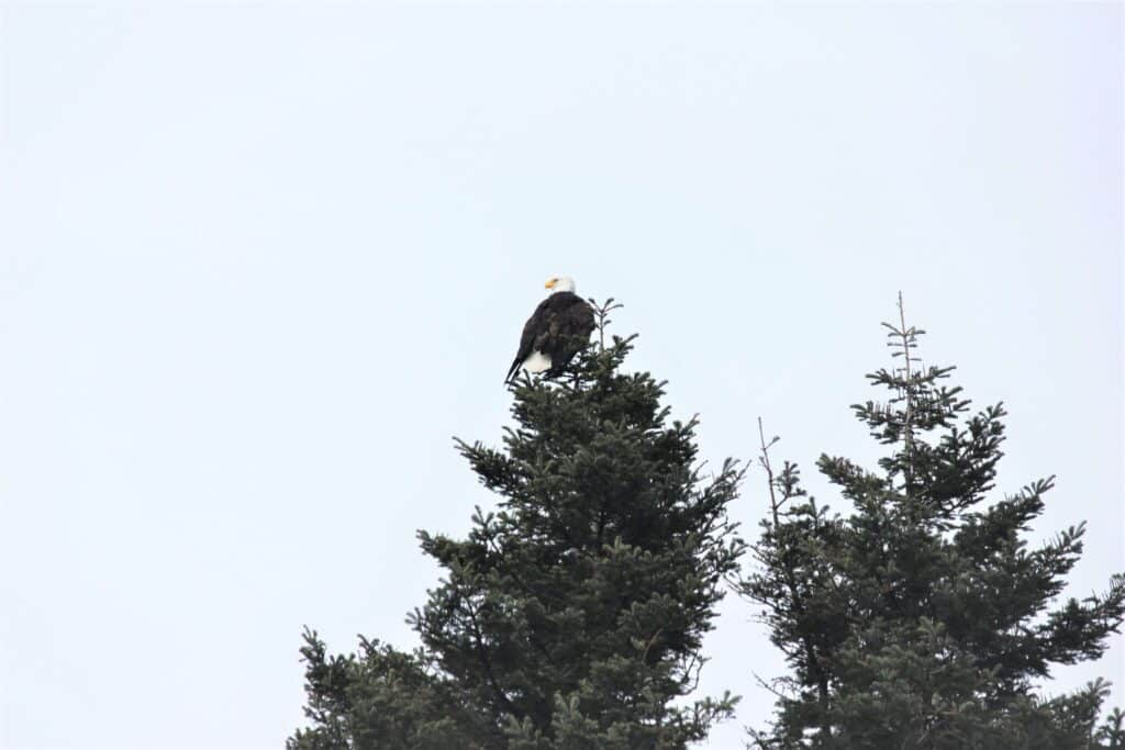 Bald Eagle in treetop in Anacortes