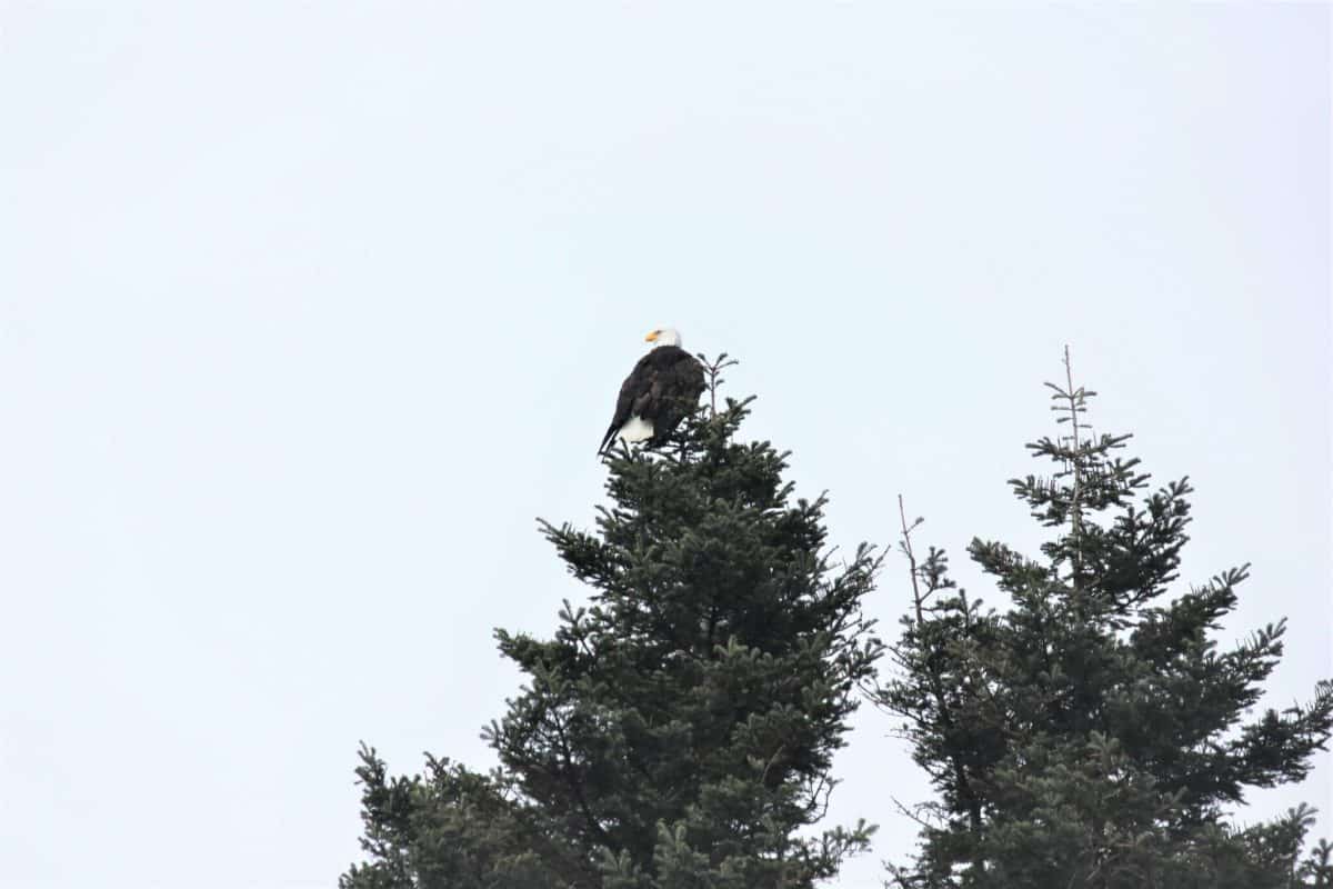 Bald eagle perched at the top of an evergreen in Anacortes