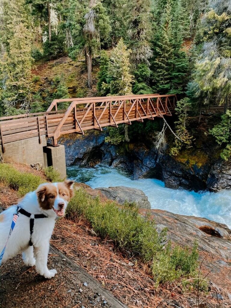 dog and river