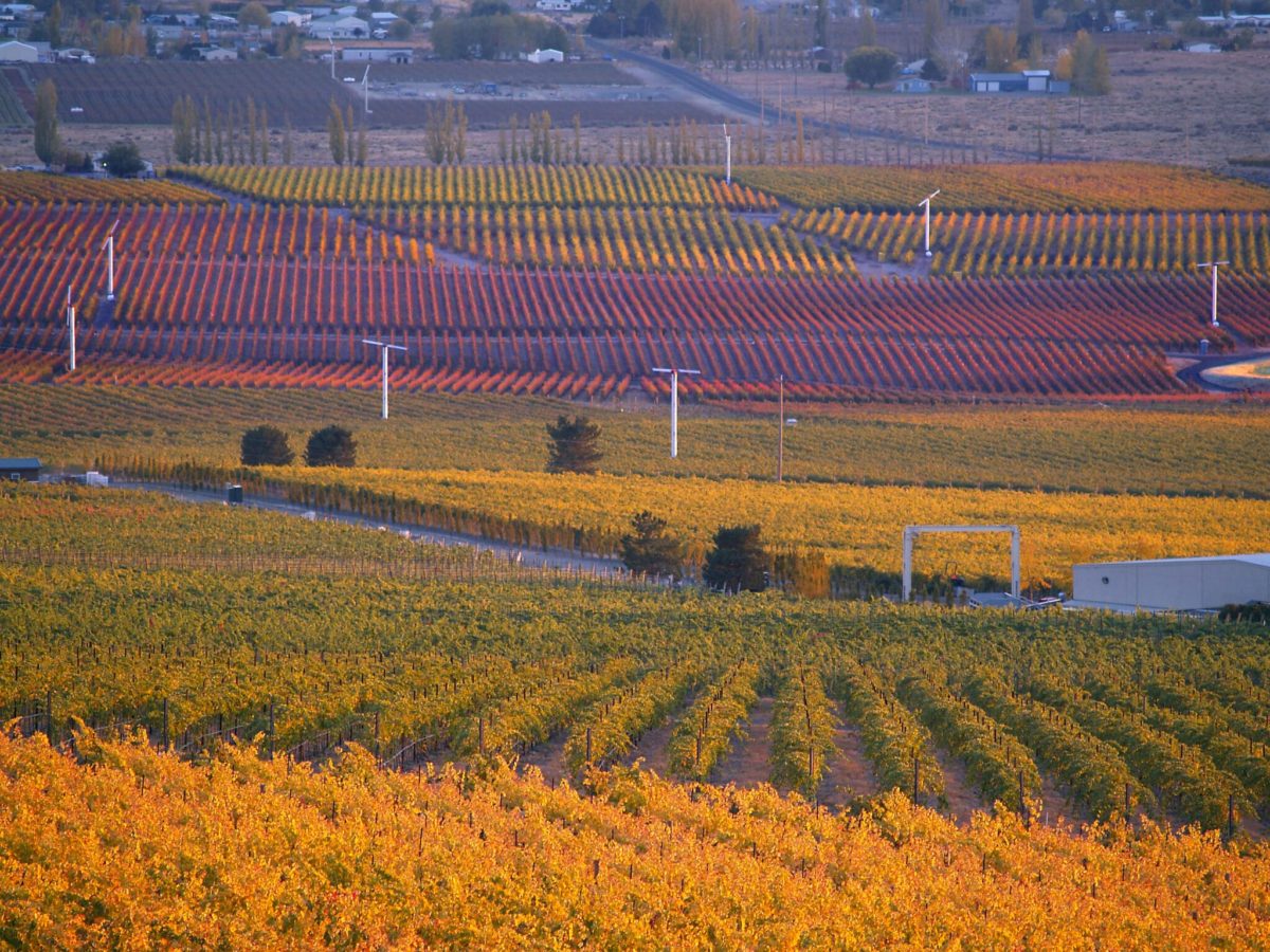 Tri-Cities Thanksgiving field of grape vines