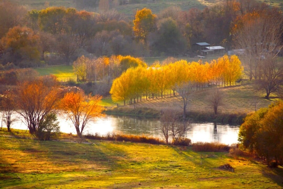 trees in fall