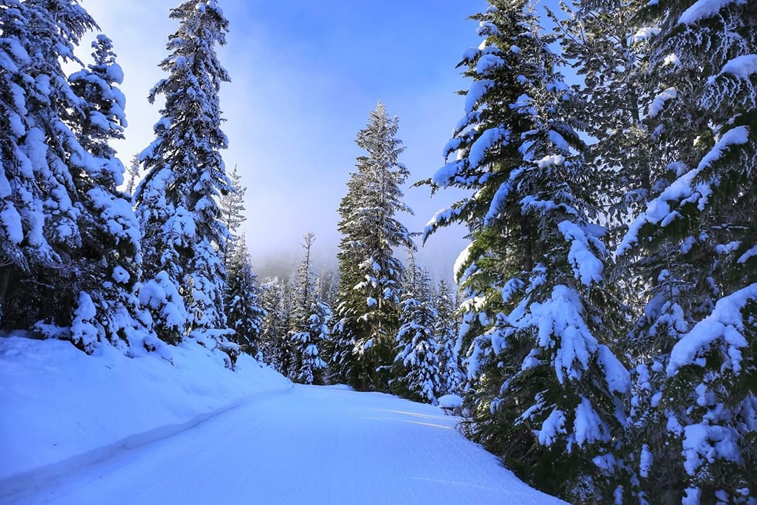 trees and snow