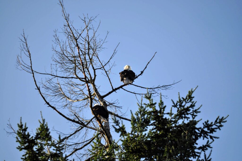 Bald Eagle in a tree in Steilacoom Washington