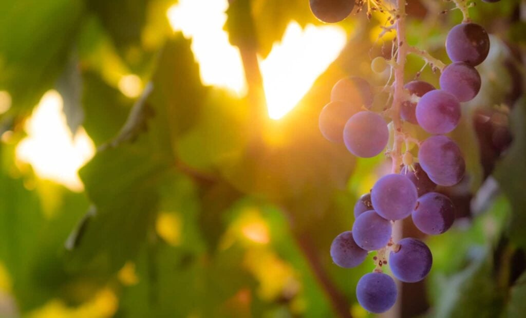 Washington Wine Harvest and Crush Season: When to Go and What You’ll Actually See