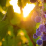 ripe wine grapes on the vine at harvest in Washington wine country