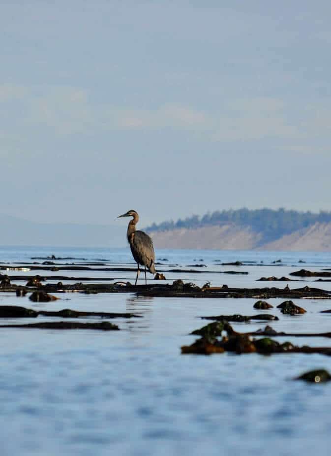 heron