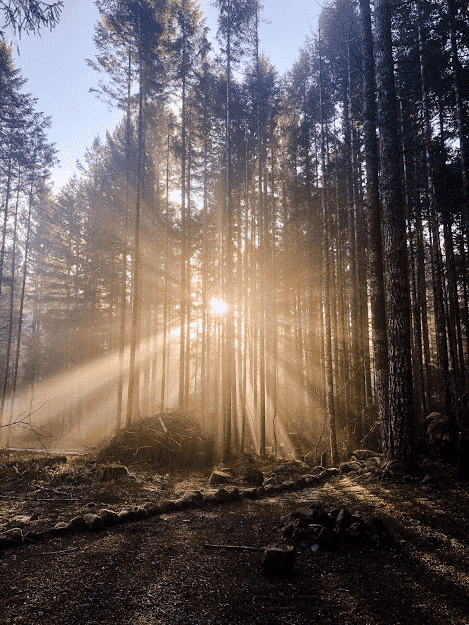 trees with sunlight streaming though in Packwood Washington