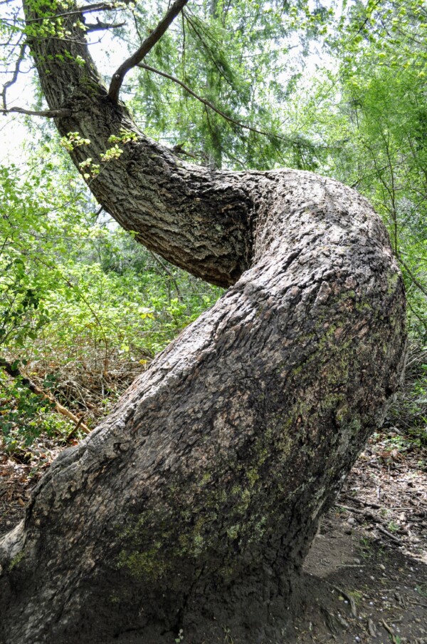 twisted corkscrew tree