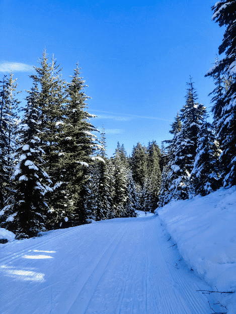 Snowy road and trees in Packwood Washington