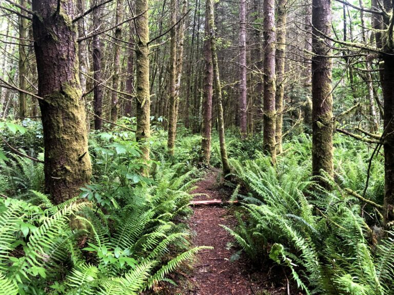 Trail through a forest