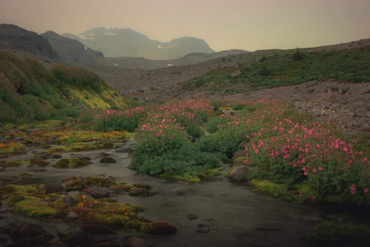 Creek running through alpine wildflowers in the Mount Rainier high country