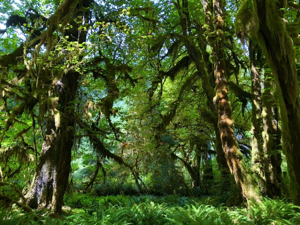 hoh rainforest hall of mosses