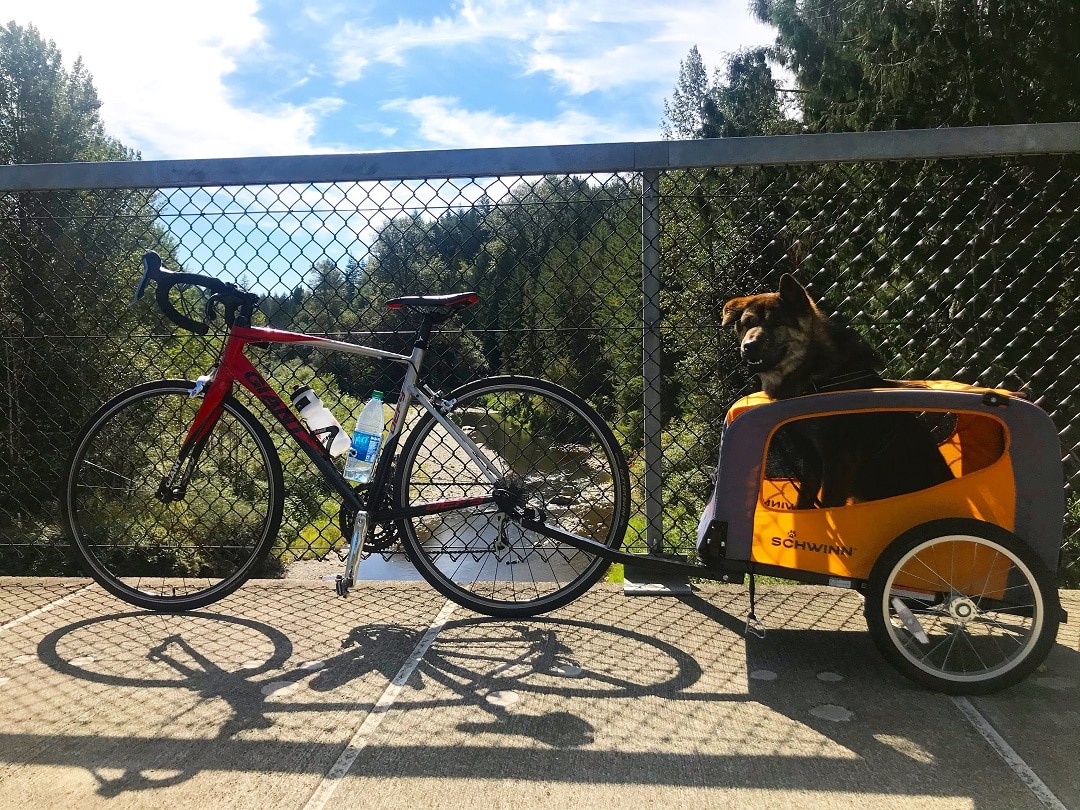 Dog in a bike basket on a bridge