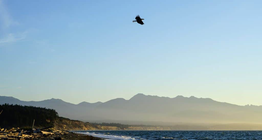 Dungeness Spit beach with eagle flying