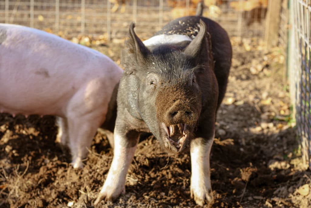 pigs at bi-zi farms